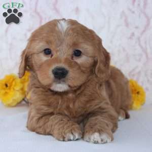 Charles, Mini Goldendoodle Puppy