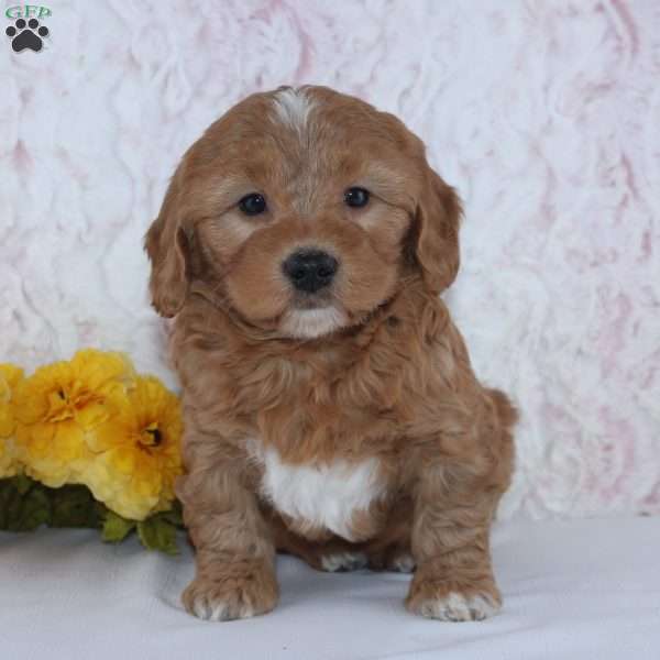 Charles, Mini Goldendoodle Puppy