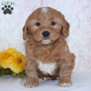 Charles, Mini Goldendoodle Puppy