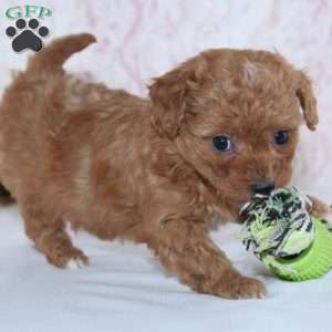 Cade, Mini Goldendoodle Puppy