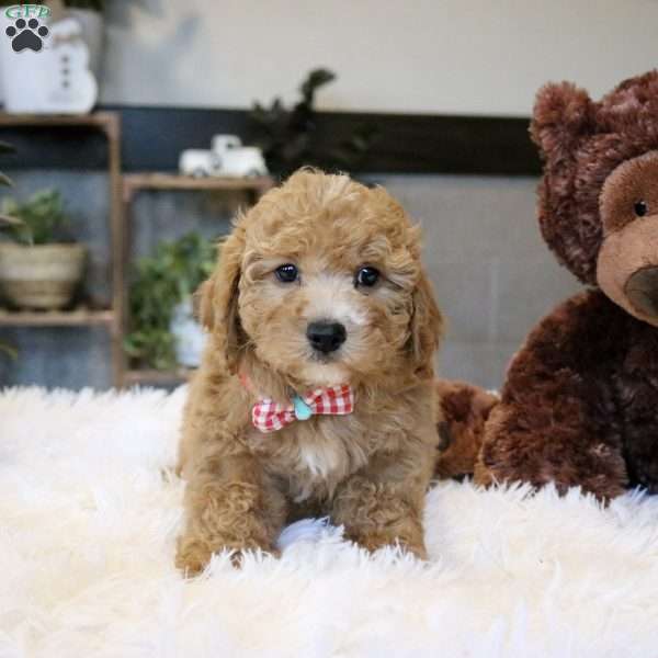 Finn, Cavapoo Puppy