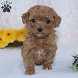 Cade, Mini Goldendoodle Puppy