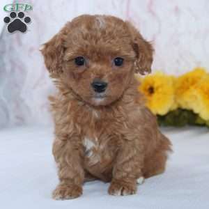 Cade, Mini Goldendoodle Puppy
