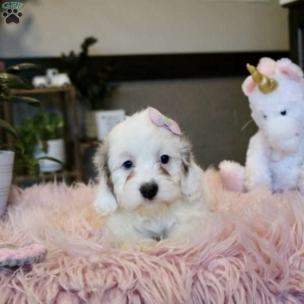 Piper, Cockapoo Puppy