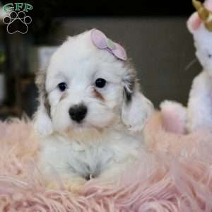 Piper, Cockapoo Puppy