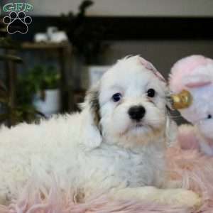 Piper, Cockapoo Puppy