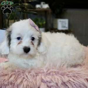 Piper, Cockapoo Puppy