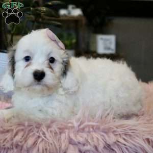 Piper, Cockapoo Puppy