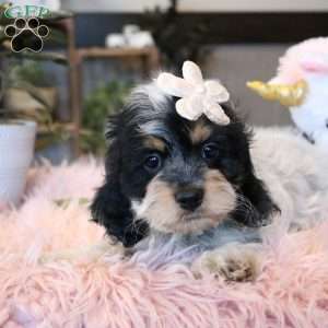 Harper, Cockapoo Puppy