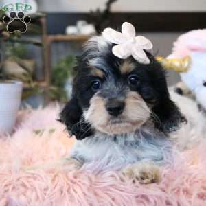 Harper, Cockapoo Puppy