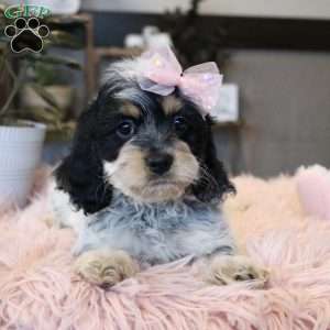 Harper, Cockapoo Puppy