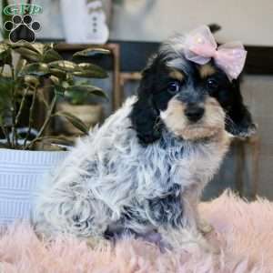 Harper, Cockapoo Puppy