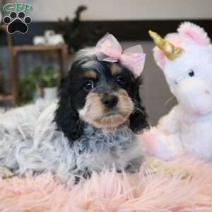 Harper, Cockapoo Puppy