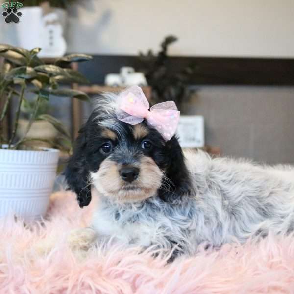 Harper, Cockapoo Puppy