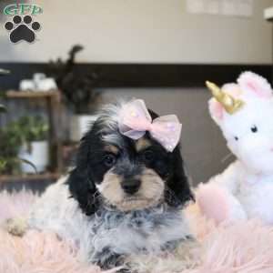 Harper, Cockapoo Puppy