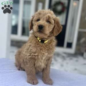 Blitzen, Goldendoodle Puppy