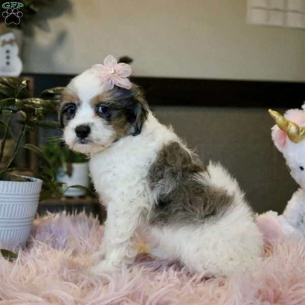 Whisper, Cockapoo Puppy
