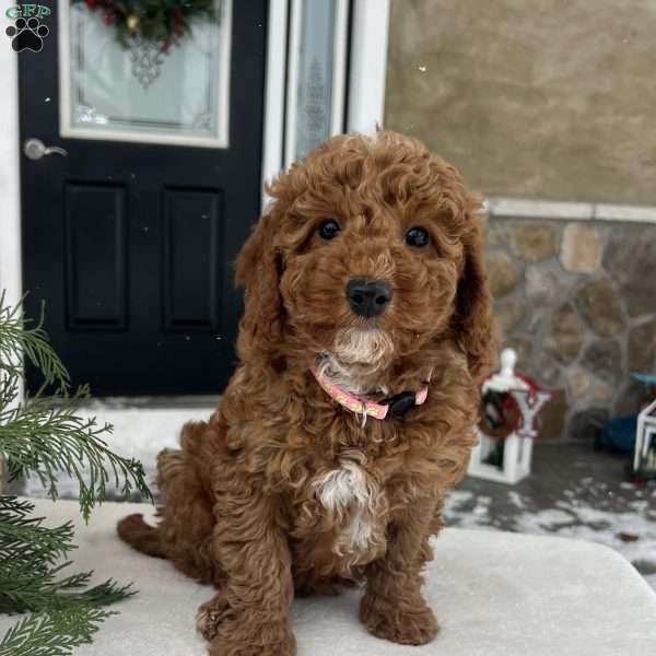 Bailey, Mini Goldendoodle Puppy