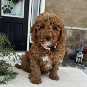 Bailey, Mini Goldendoodle Puppy