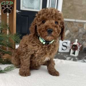Bentley, Mini Goldendoodle Puppy