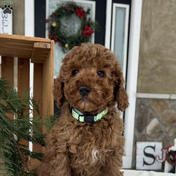 Bentley, Mini Goldendoodle Puppy