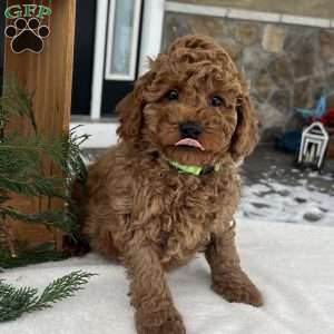 Buddy, Mini Goldendoodle Puppy