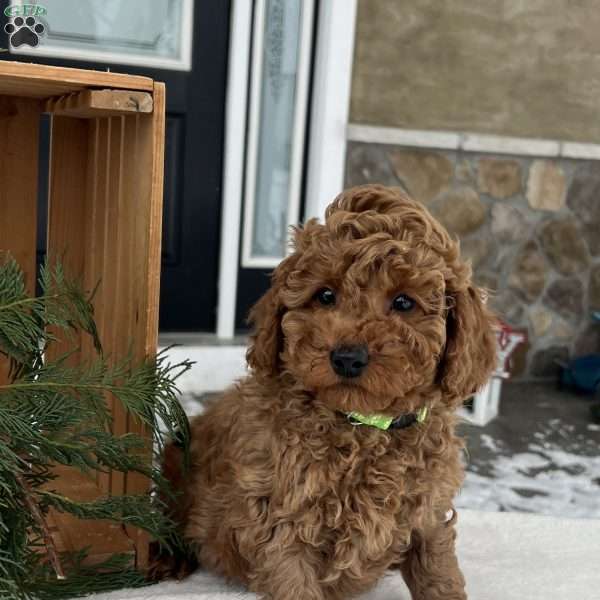 Buddy, Mini Goldendoodle Puppy