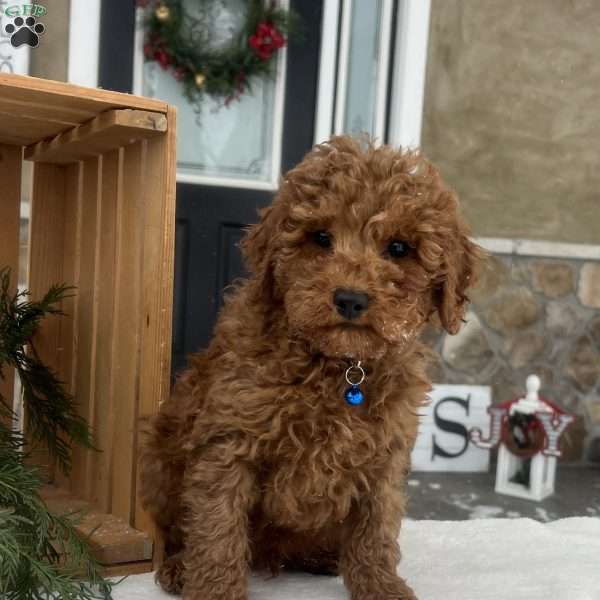 Carter, Mini Goldendoodle Puppy