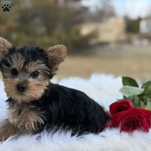 Rose, Yorkie Puppy