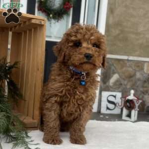 Carter, Mini Goldendoodle Puppy