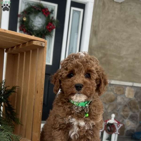 Cole, Mini Goldendoodle Puppy