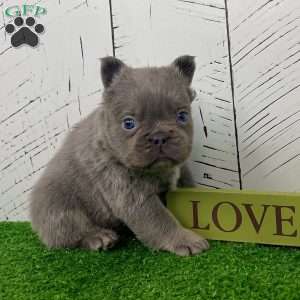 Lucky, French Bulldog Puppy