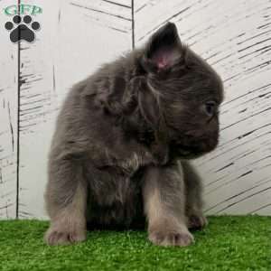 Lucky, French Bulldog Puppy