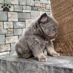 Lucky, French Bulldog Puppy