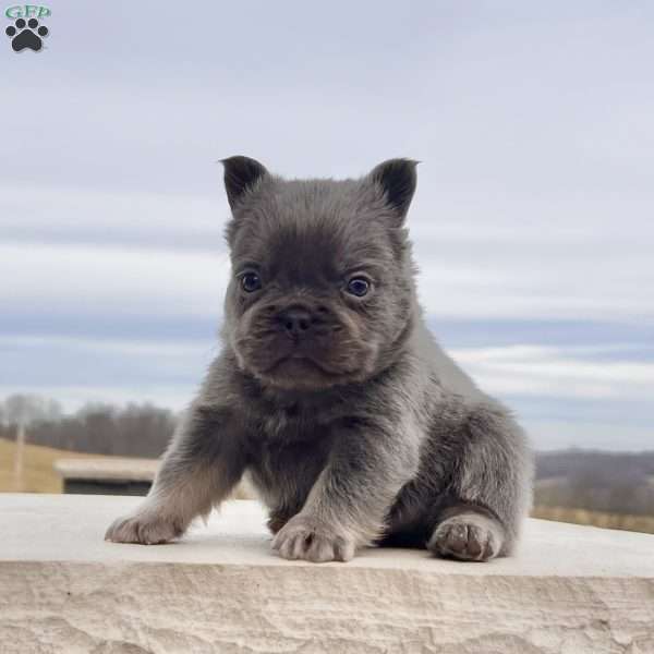 Lucky, French Bulldog Puppy