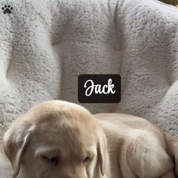 Jack, Yellow Labrador Retriever Puppy