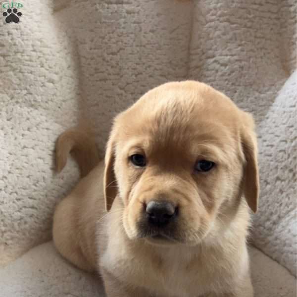 Jerry, Yellow Labrador Retriever Puppy