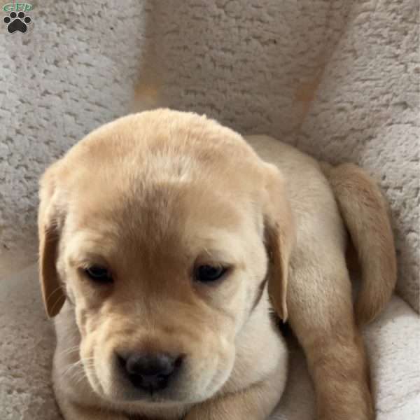 Phil, Yellow Labrador Retriever Puppy