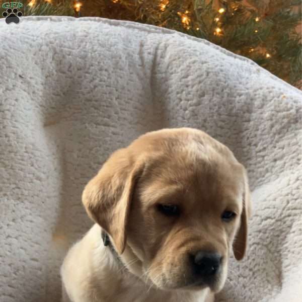Leo, Yellow Labrador Retriever Puppy
