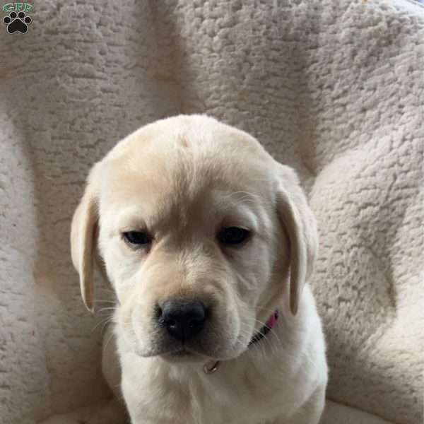 Whitney, Yellow Labrador Retriever Puppy