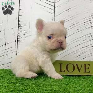 Loki, French Bulldog Puppy