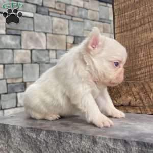 Loki, French Bulldog Puppy