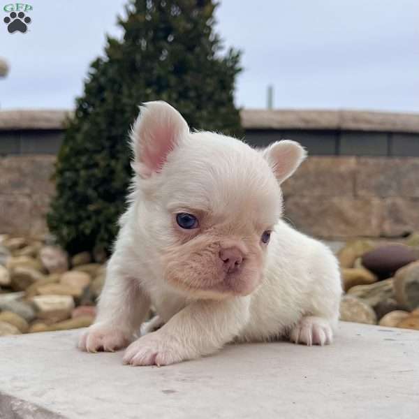 Loki, French Bulldog Puppy