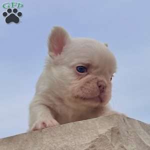 Loki, French Bulldog Puppy