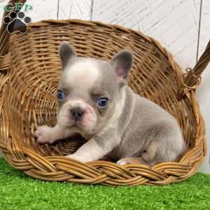 Lynn, French Bulldog Puppy