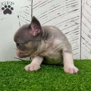 Lynn, French Bulldog Puppy