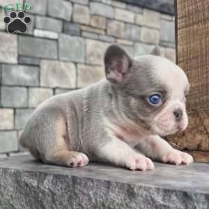 Lynn, French Bulldog Puppy