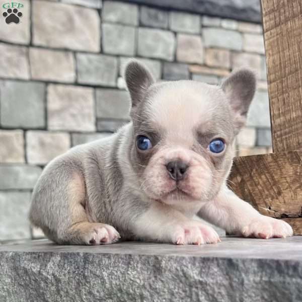Lynn, French Bulldog Puppy
