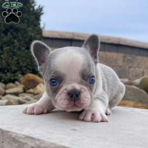 Lynn, French Bulldog Puppy