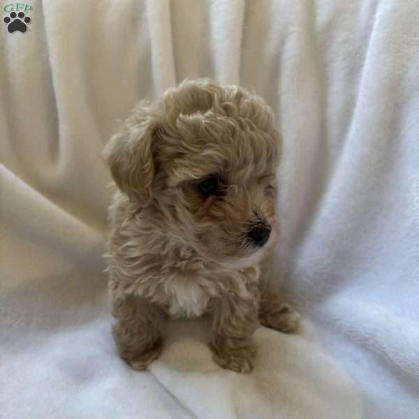 Penny, Toy Poodle Puppy